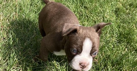 akc puppies grand junction